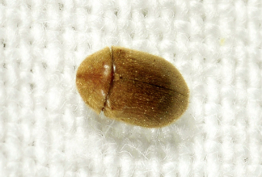 Anobiidae Ptininae